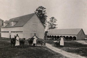 Photo: Students at the dairy barns in 1917. The student at right has barrels of milk destined for the Dining Hall. Courtesy of Southern Arkansas University Archives, Magnolia, Arkansas.