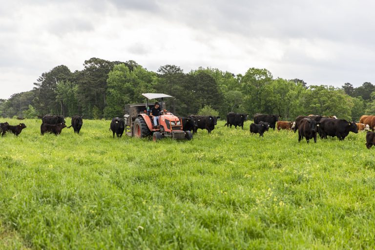 Cattle grazing in a pasture at the SAU Farm as a student drives a tractor