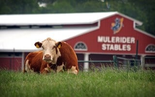 PHOTO OF MULERIDER STABLES