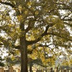 Cemetery