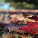 Fall Leaves