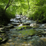 Forest Creek