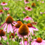 Insect Paradise