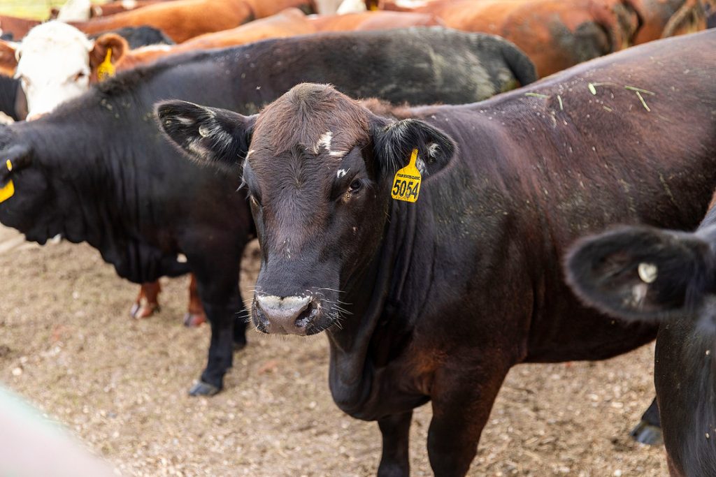 Cattle at the SAU farm barn